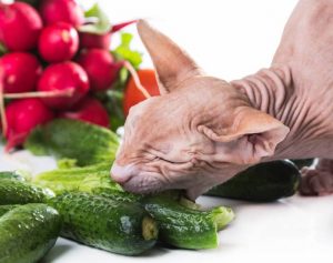 Можно ли давать овощи кошке?