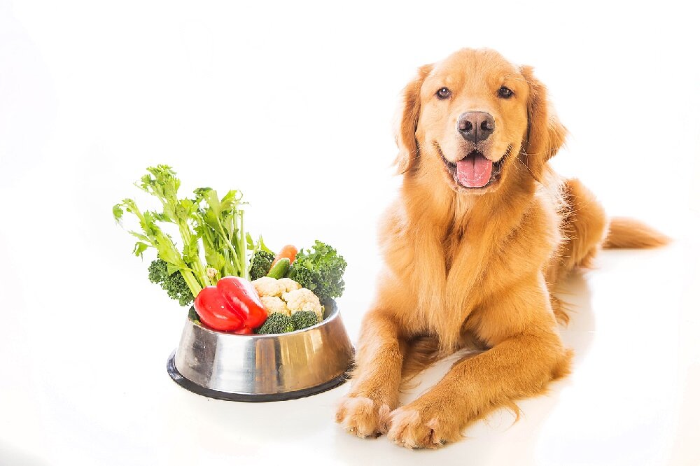 Можно ли давать овощи собаке?