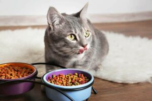 чем кормить кошку?
