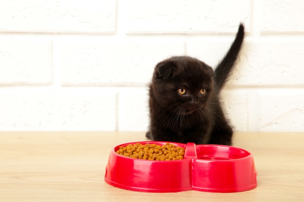 Может ли кошка есть только сухой корм?