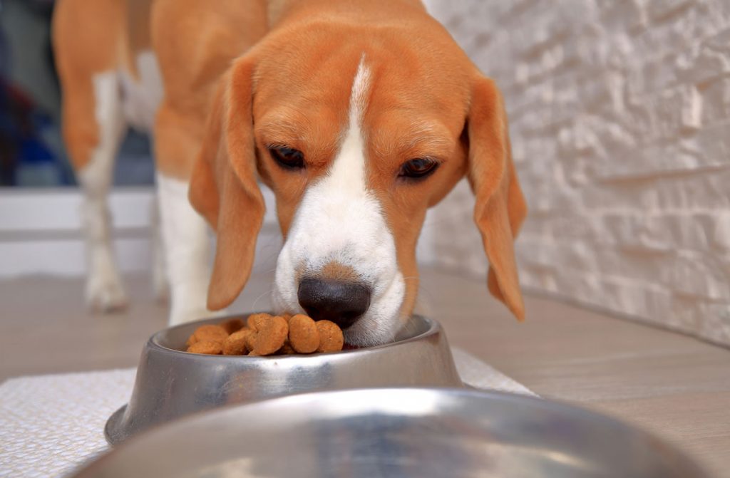 Когда кормить собаку: утром или вечером?